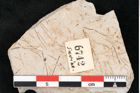 Foto (Detailansicht) von Hypnum sagorianum Ettingshausen (NHMW-GEO-2024-0188-6742)
